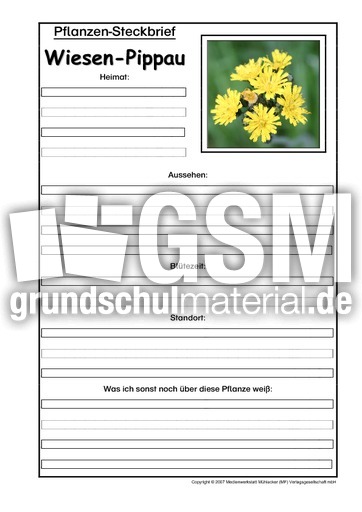 Pflanzensteckbrief-Wiesen-Pippau.pdf